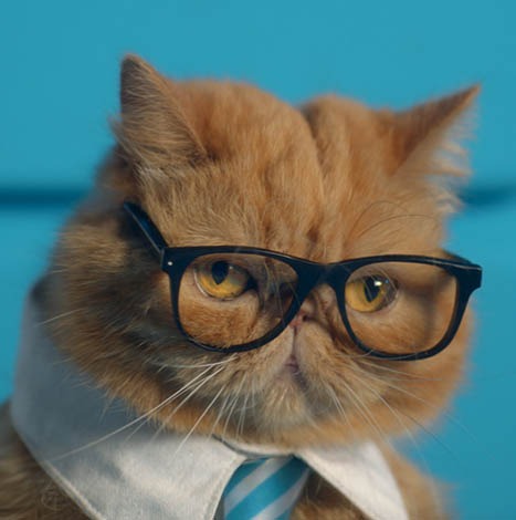 Business Cat